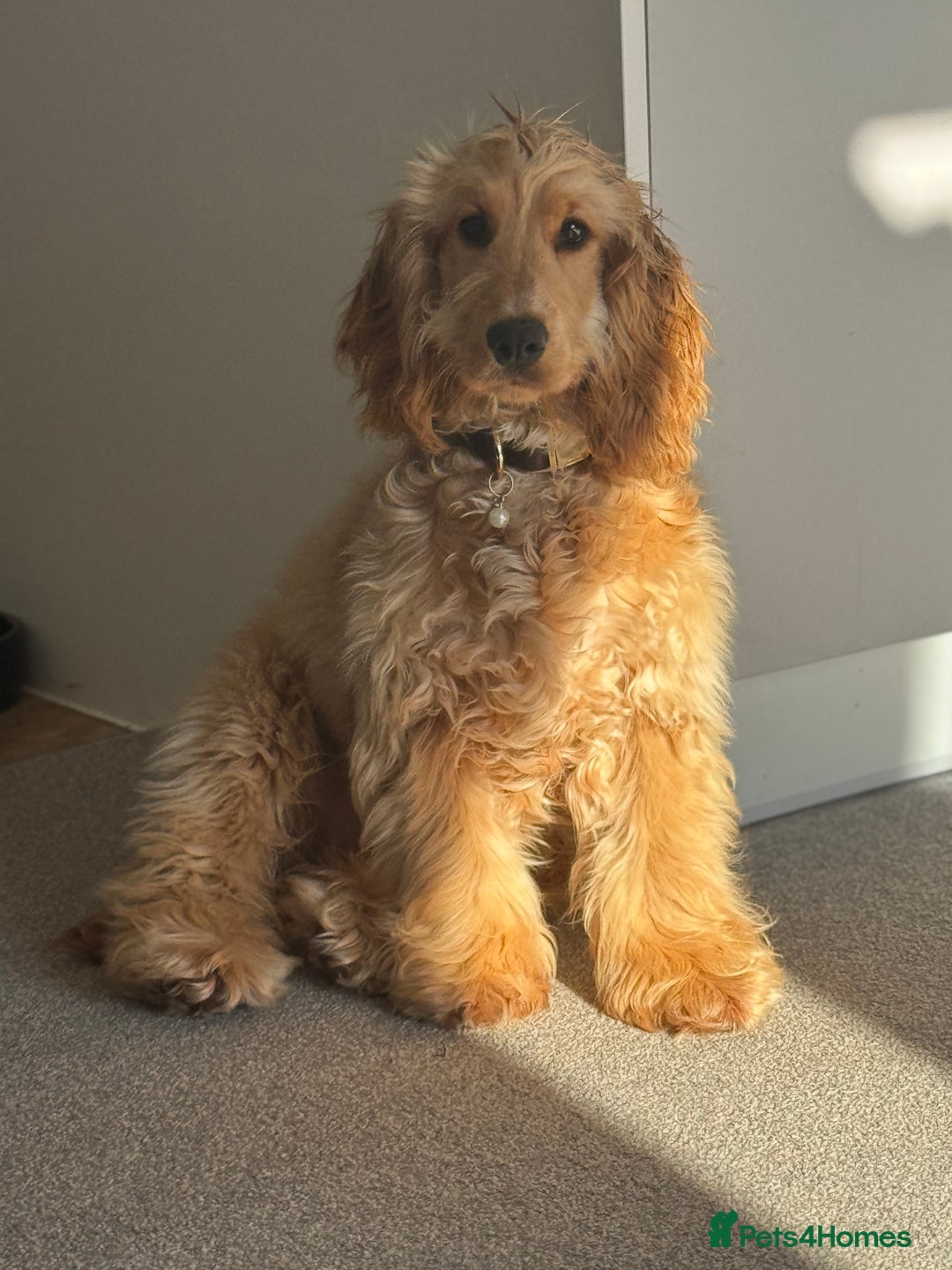 Cocker Spaniel dogs for sale: Beautiful male show cocker spaniel  - Image 3