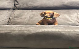 Dachshund dogs for sale: Ready now! Dachshund puppy/sausage dog 1 girl left - Image 8