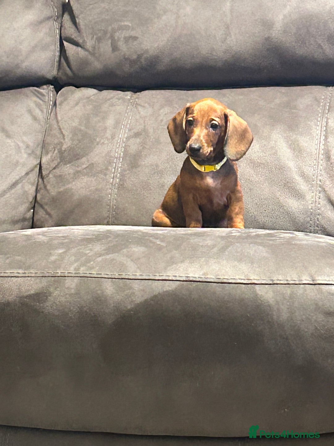 Dachshund dogs for sale: Ready now! Dachshund puppy/sausage dog 1 girl left - Image 8