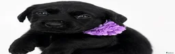 Labrador Retriever dogs for sale: LABRADOR RETRIEVER PUPPIES – HEALTH TESTED - Advert 7