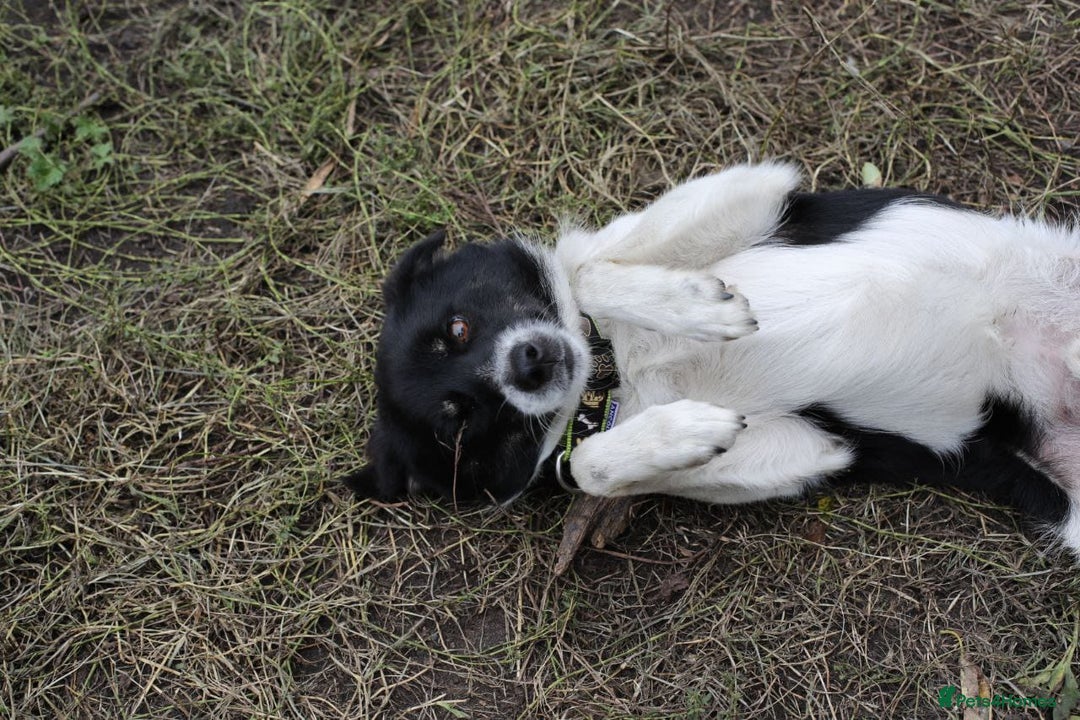 Mixed Breed dogs for adoption: 💙🐶 BOB 🐶💙 - Image 17