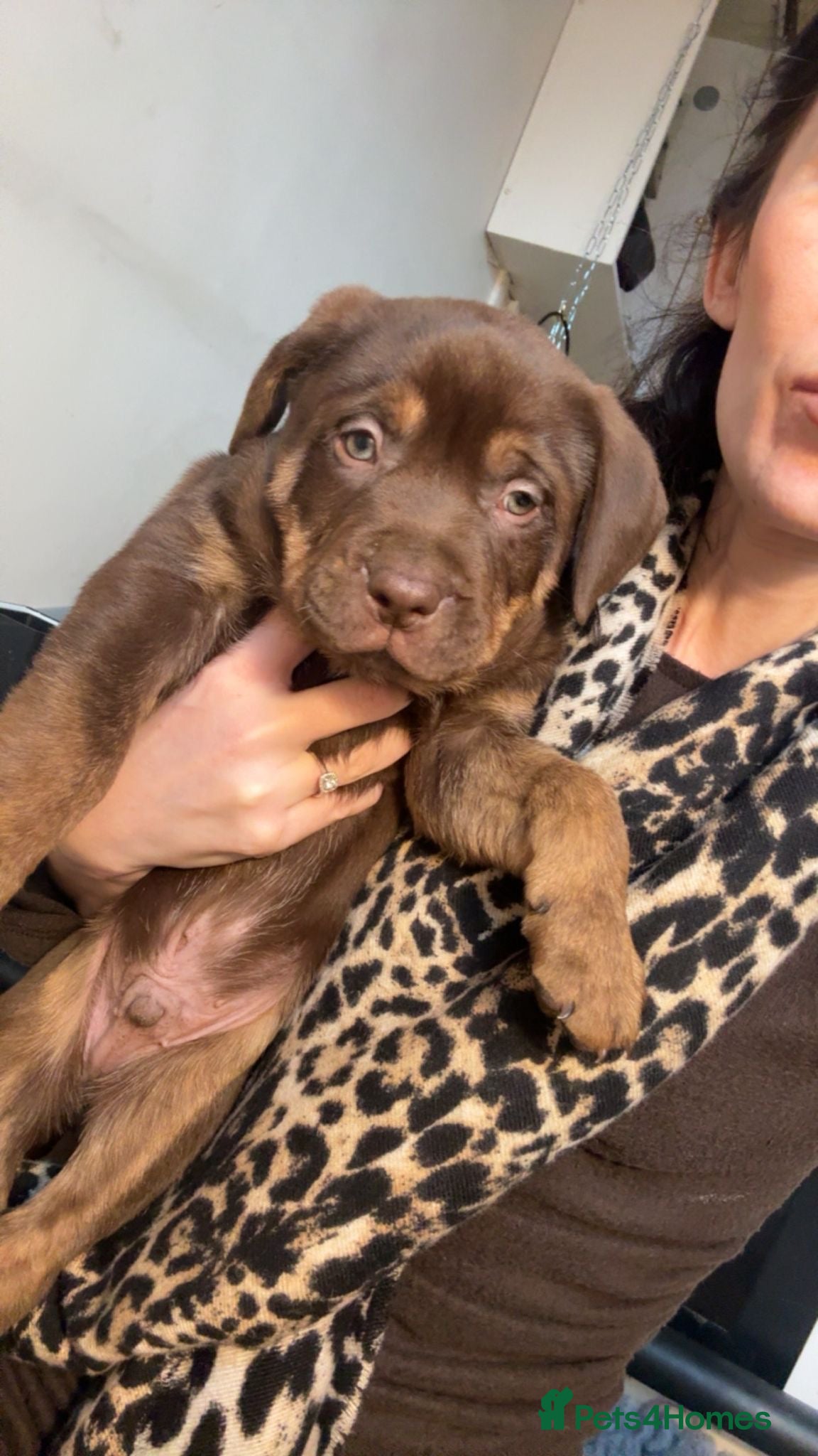 Mixed Breed dogs PRESA CANARIO X AMERICAN BULLY PUPS 3 BOYS 2 GIRLS - Advert 1