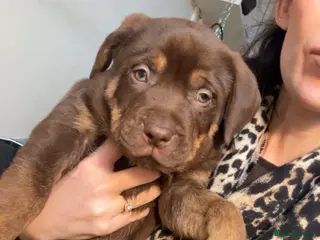 Mixed Breed dogs PRESA CANARIO X AMERICAN BULLY PUPS 3 BOYS 2 GIRLS - Advert 2