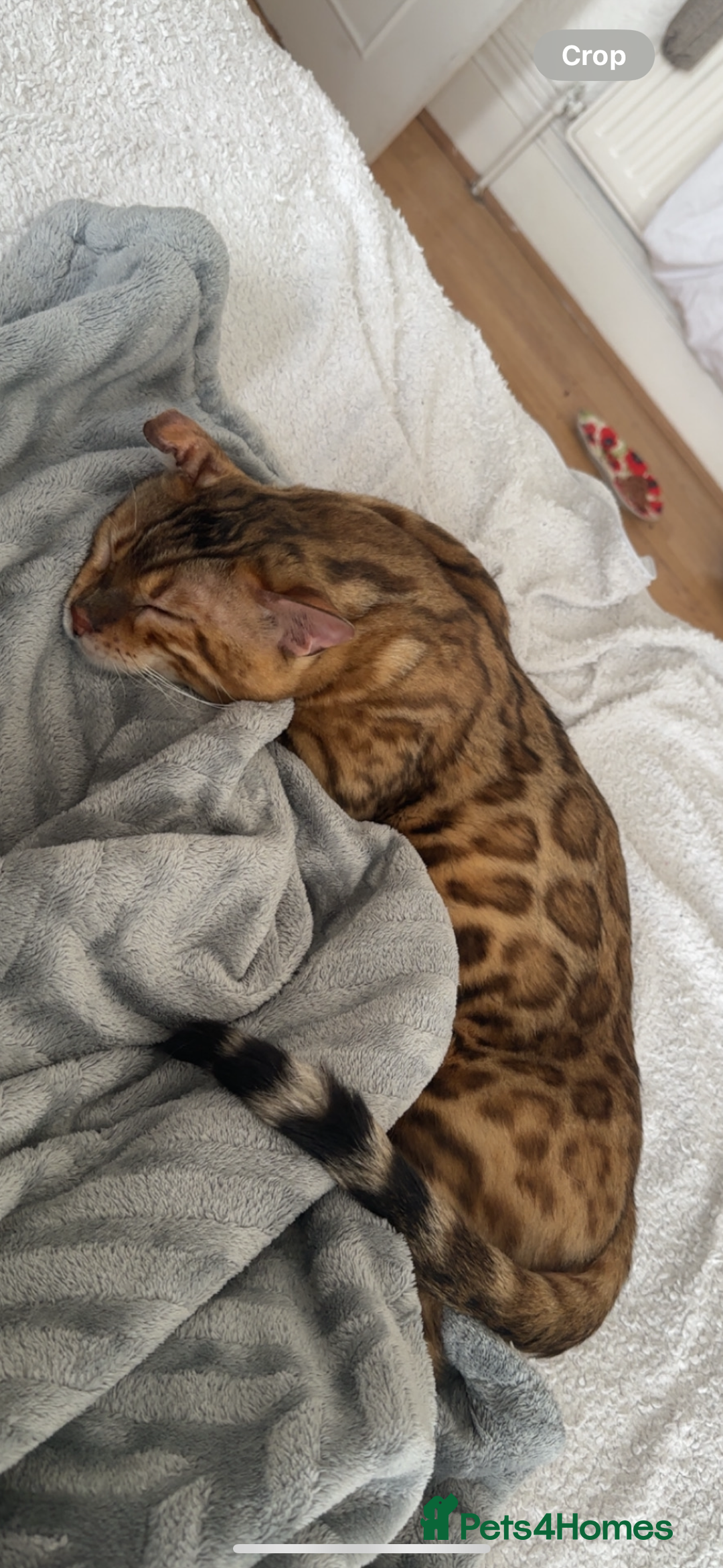 Bengal cats for stud: Bengal Stud Available🌟Hurry before spayed!🤍 in Ilford - Image 2
