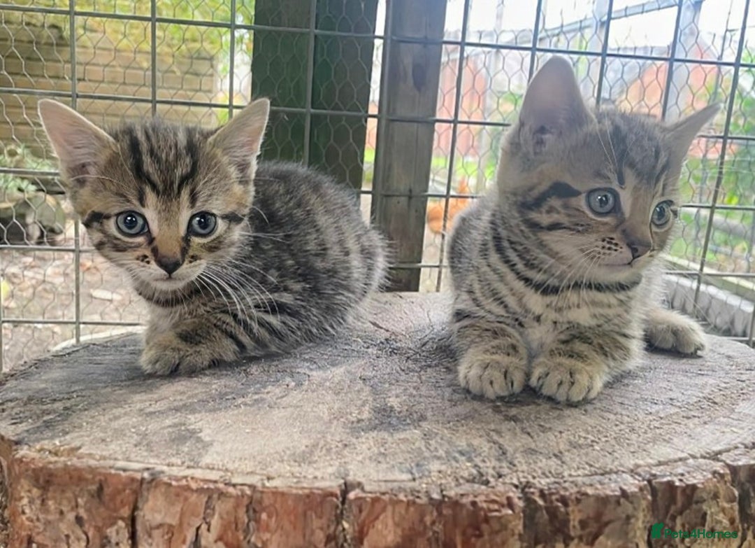 Domestic Shorthair cats for sale: Gorgeous 1/2 Bengals kittens - Image 16