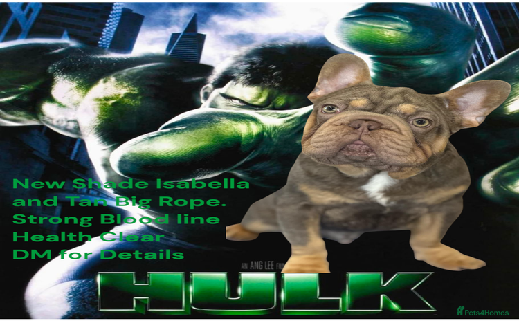 French Bulldog dogs - Advert 2