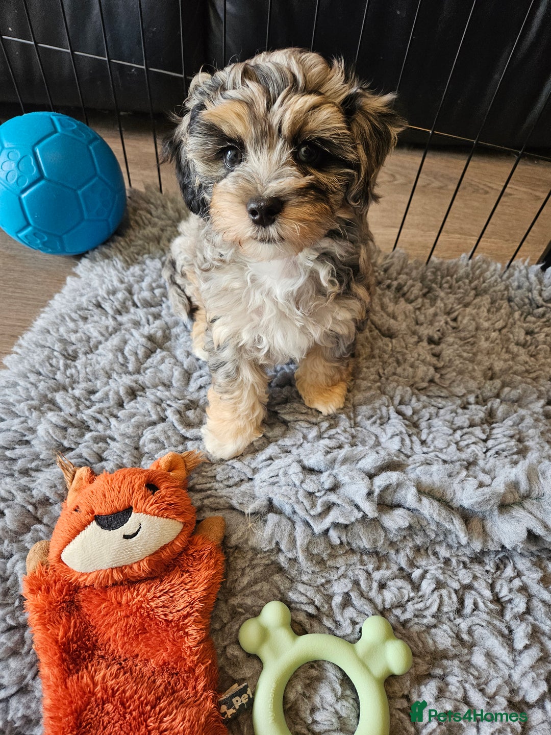 Maltipoo dogs for sale: Beautiful F1 Merle Maltipoo boy - Image 4