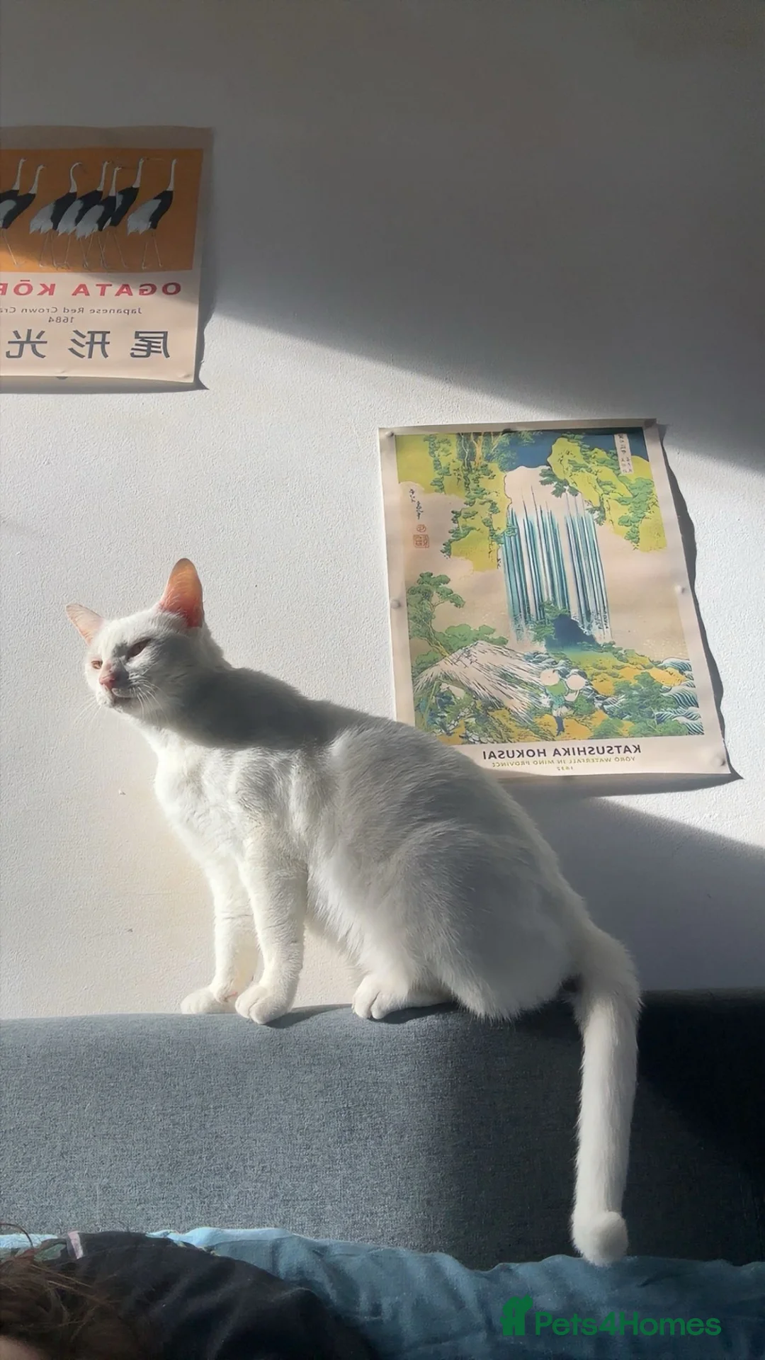 Mixed Breed cats for sale: 1 white boy left - Advert 11