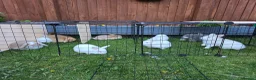 Mini Lion Lop rabbits for sale: Bany mini lop and lionheads - Advert 10