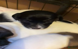 Jack Russell dogs for sale: Jack Russell puppies  - Advert 6