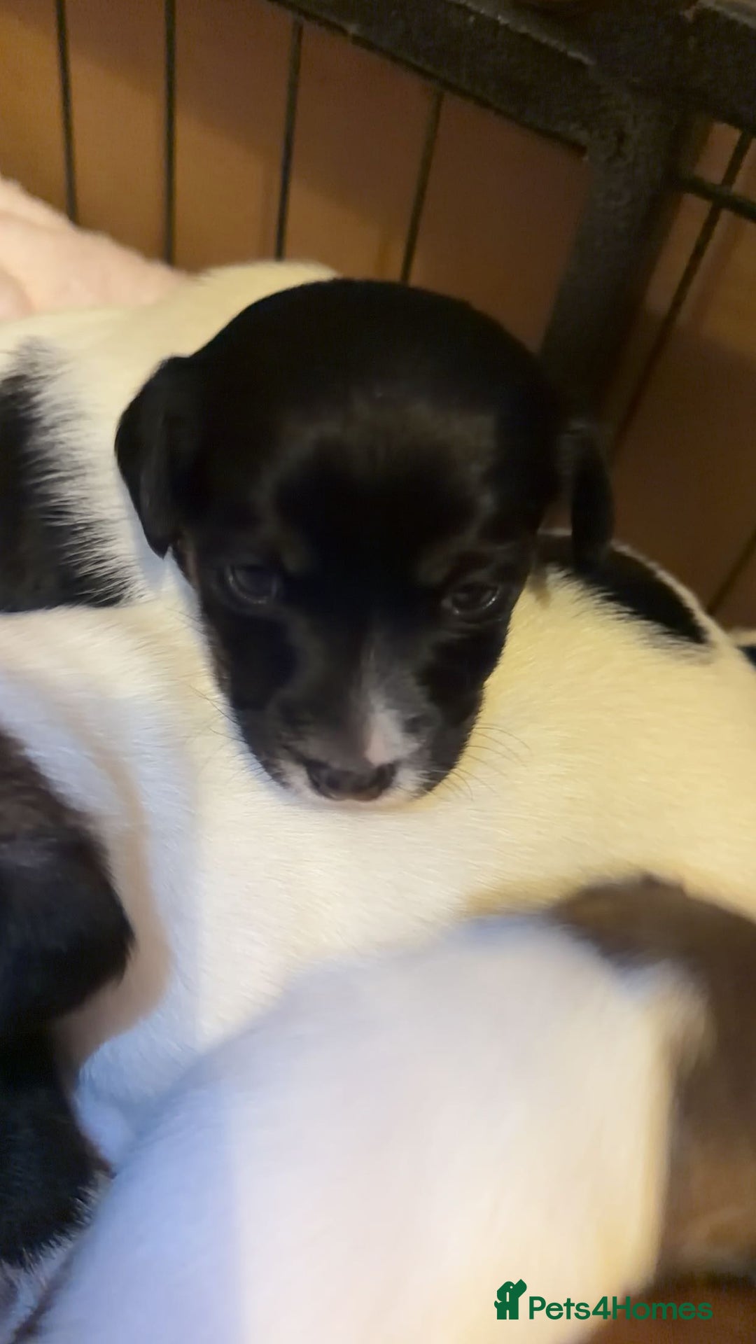 Jack Russell dogs for sale: Jack Russell puppies  - Advert 6