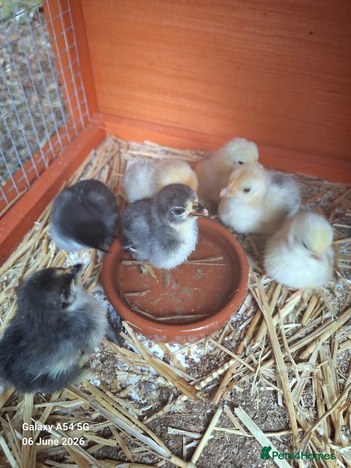 Chickens poultry Hatching eggs  - Advert 1
