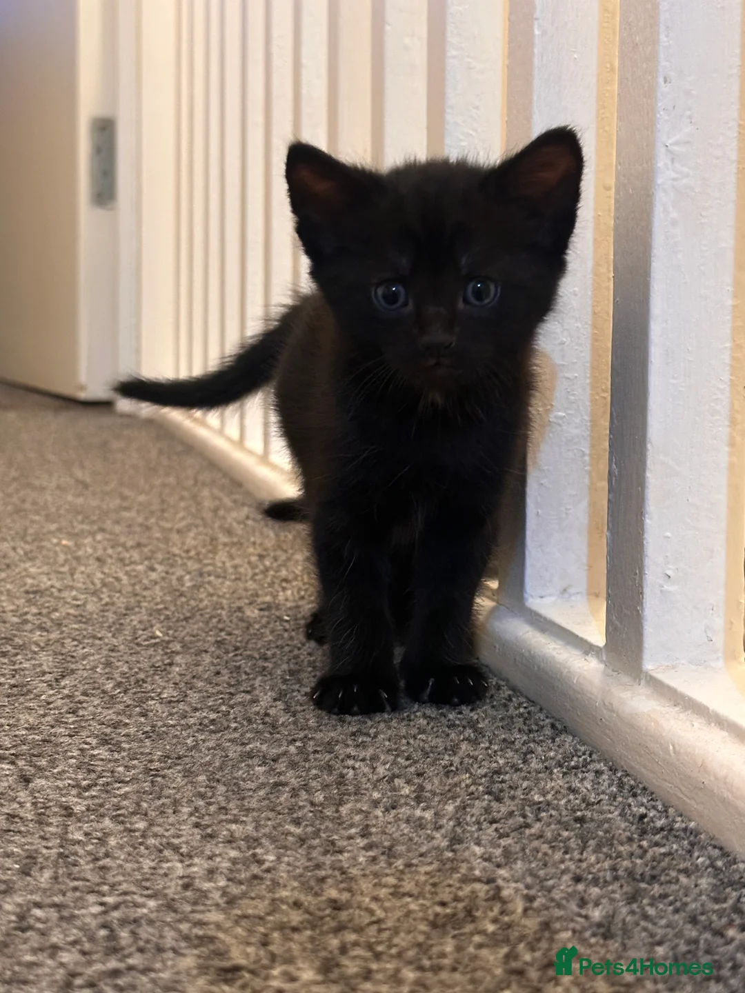 Mixed Breed cats for sale: 🐾 Beautiful Kittens Ready for Loving Homes 🐾  in Portsmouth - Advert 12