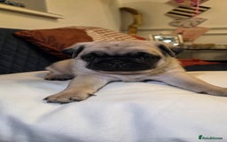 Pug dogs for sale: Gorgeous KC health tested fawn boy pug - Advert 2