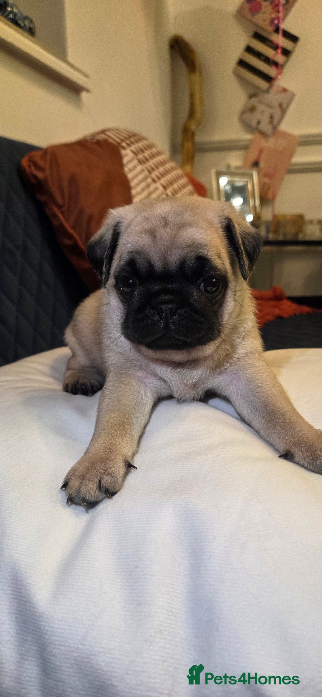 Pug dogs for sale: Gorgeous KC health tested fawn boy pug - Advert 2