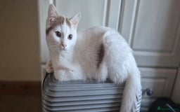 British Shorthair cats for sale: British Shorthair kittens  - Image 16