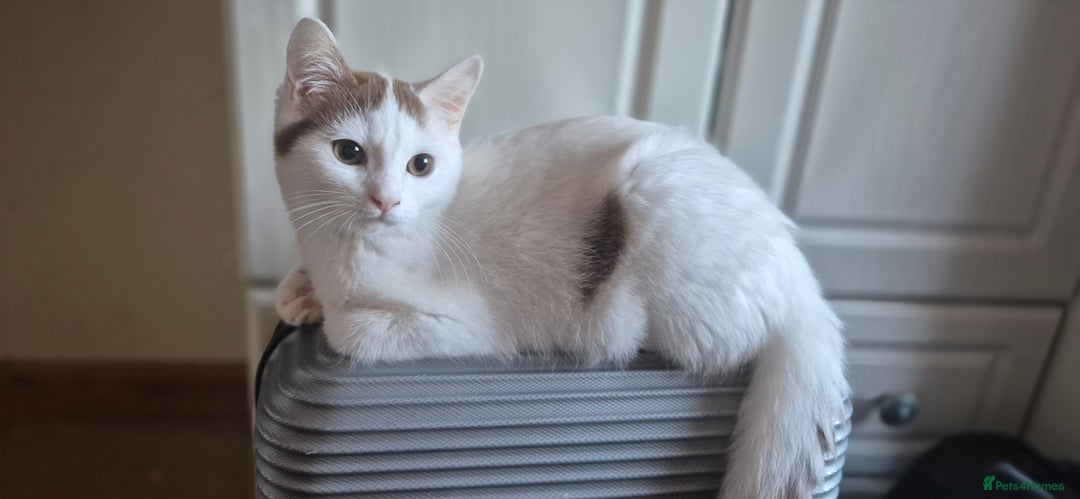 British Shorthair cats for sale: British Shorthair kittens  - Image 16