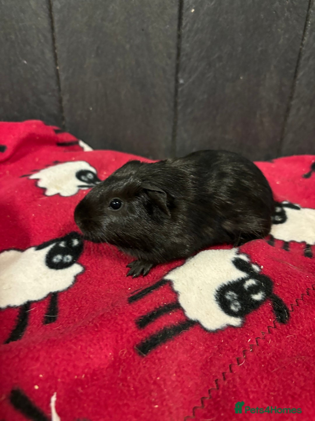 Guinea Pig rodents for sale: Stunning boar guinea pigs  - Image 5