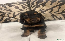 Cockapoo dogs for sale: F1 cockapoo puppies  - Image 7