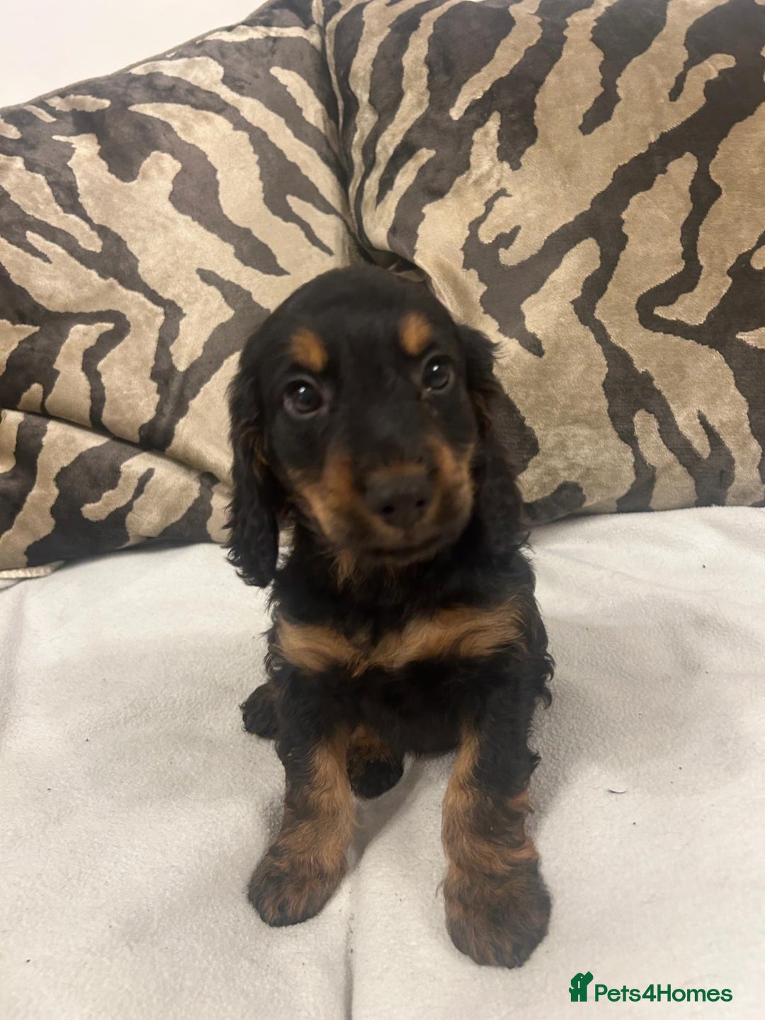 Cockapoo dogs for sale: F1 cockapoo puppies  - Image 7