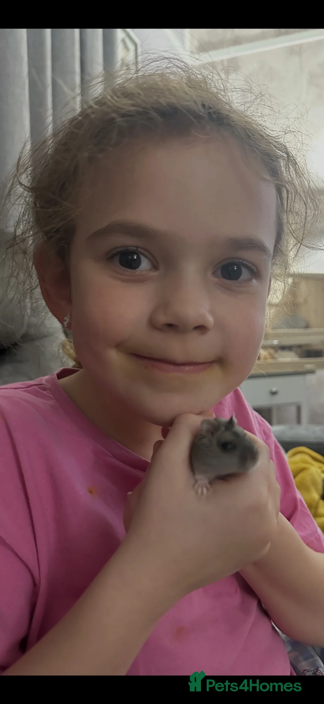 Hamster rodents for sale: 2 x Russian dwarfs hamsters with cage each - Advert 3