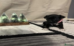 Jack Russell dogs for sale: Minature jack russel pupies  - Image 6