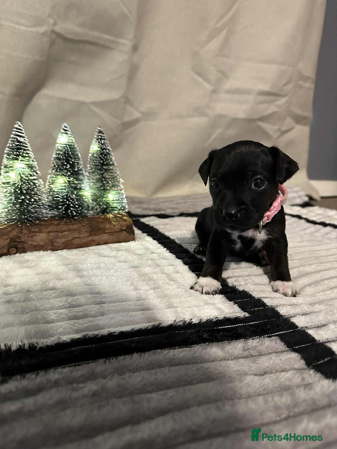 Jack Russell dogs for sale: Minature jack russel pupies  - Image 6