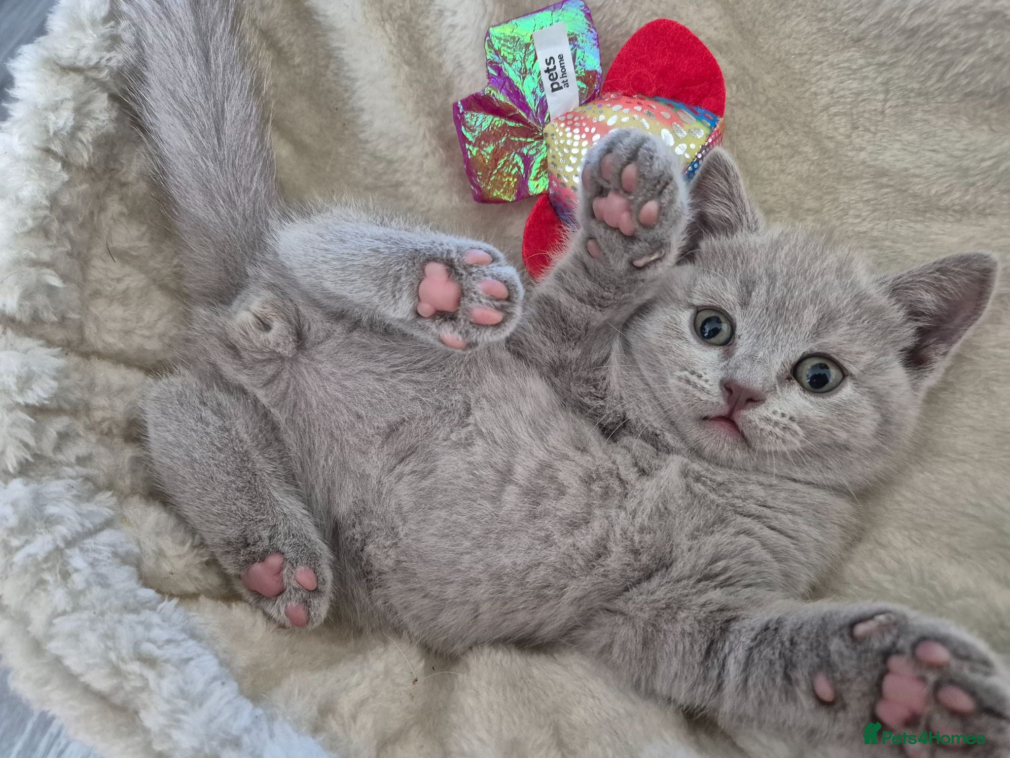British Shorthair cats British shorthair kittens  - Advert 8