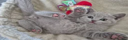 British Shorthair cats for sale: British shorthair kittens  - Advert 17