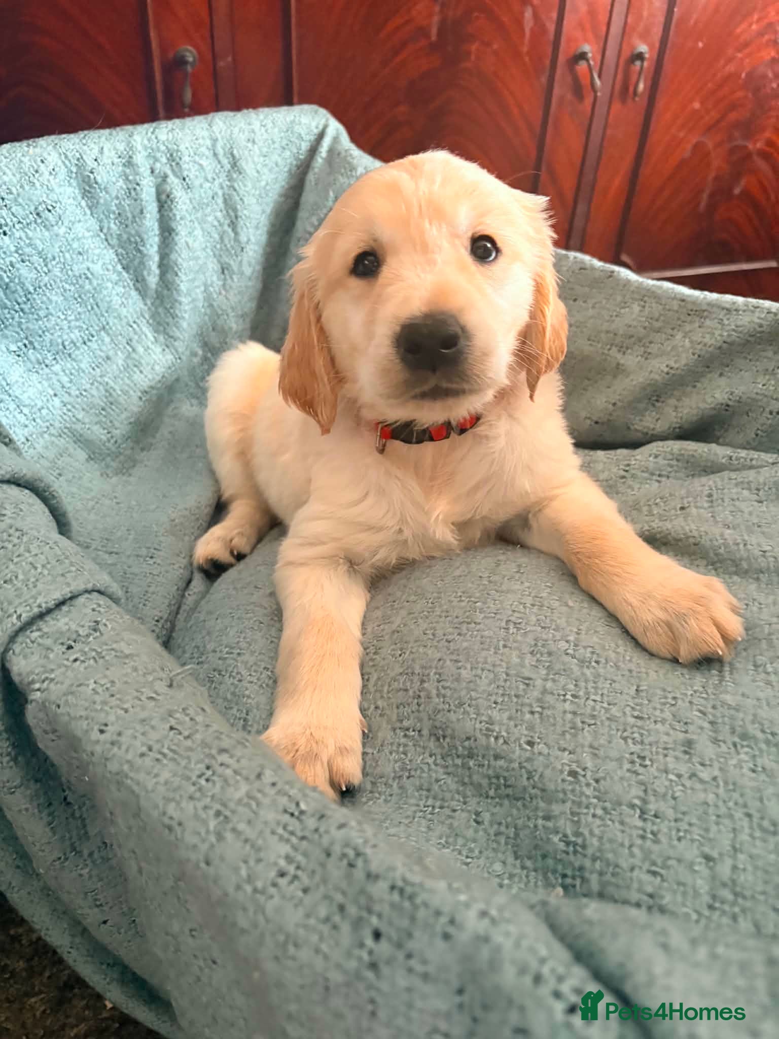 Golden Retriever dogs KC Registered Golden Retriever puppies - Advert 2