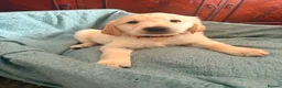 Golden Retriever dogs for sale: KC Registered Golden Retriever puppies - Advert 2