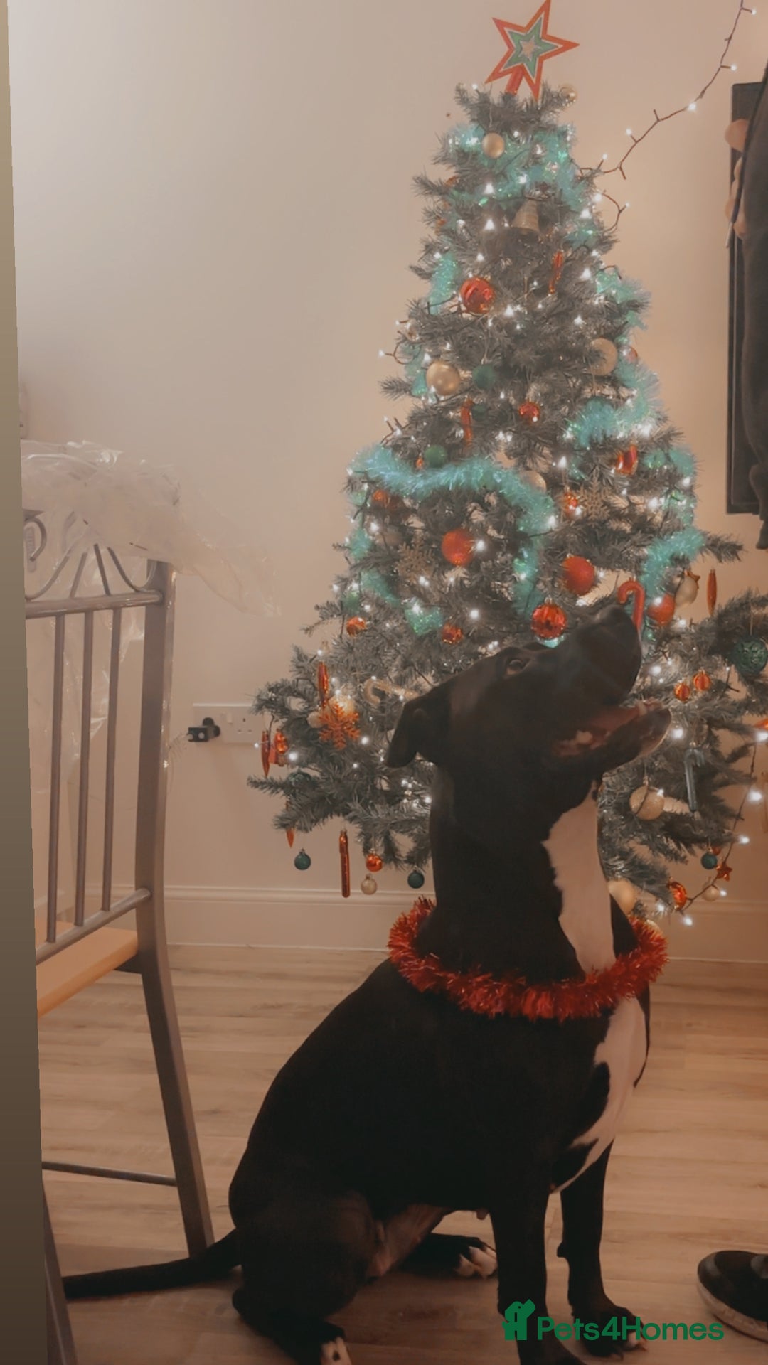 Mixed Breed dogs for sale: 3 year old Staffordshire terrier cross boxer  - Advert 1