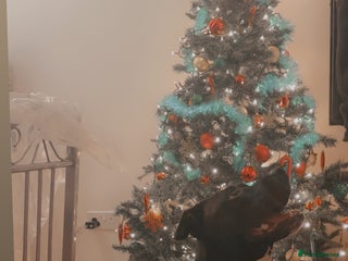 Mixed Breed dogs 3 year old Staffordshire terrier cross boxer - Advert 1