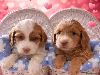 Cockapoo dogs F1 SHOW COCKAPOOS - Advert 1