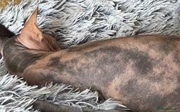 Sphynx cats for sale: Sphynx female 2 years old intact  - Image 6