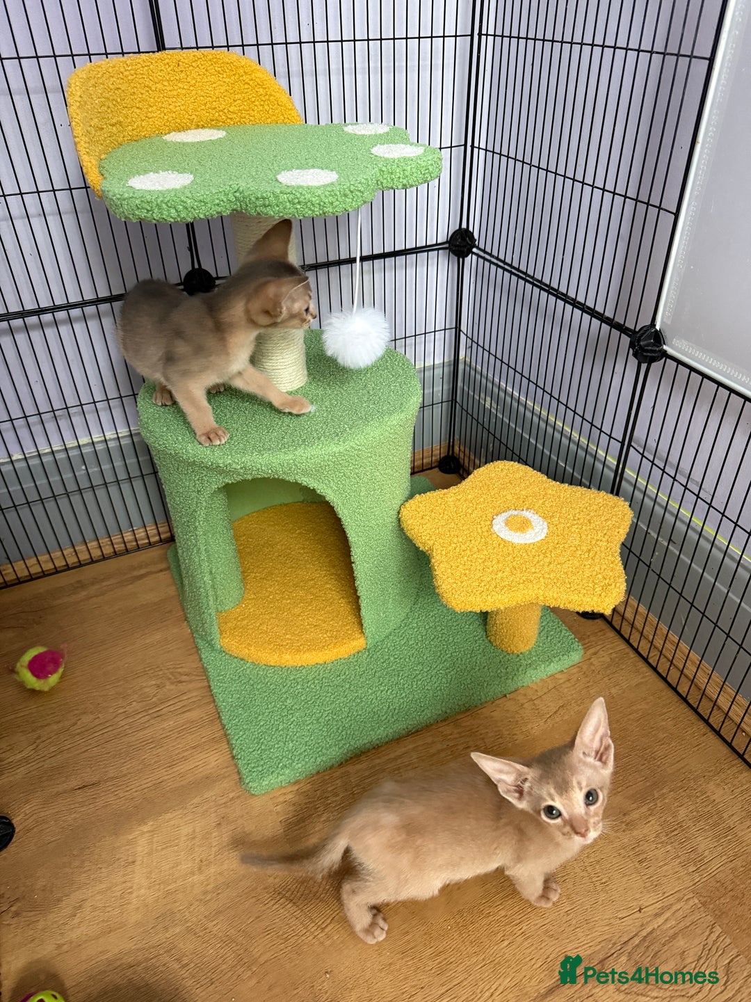 Abyssinian cats for sale: We are looking for a home in London - Image 4