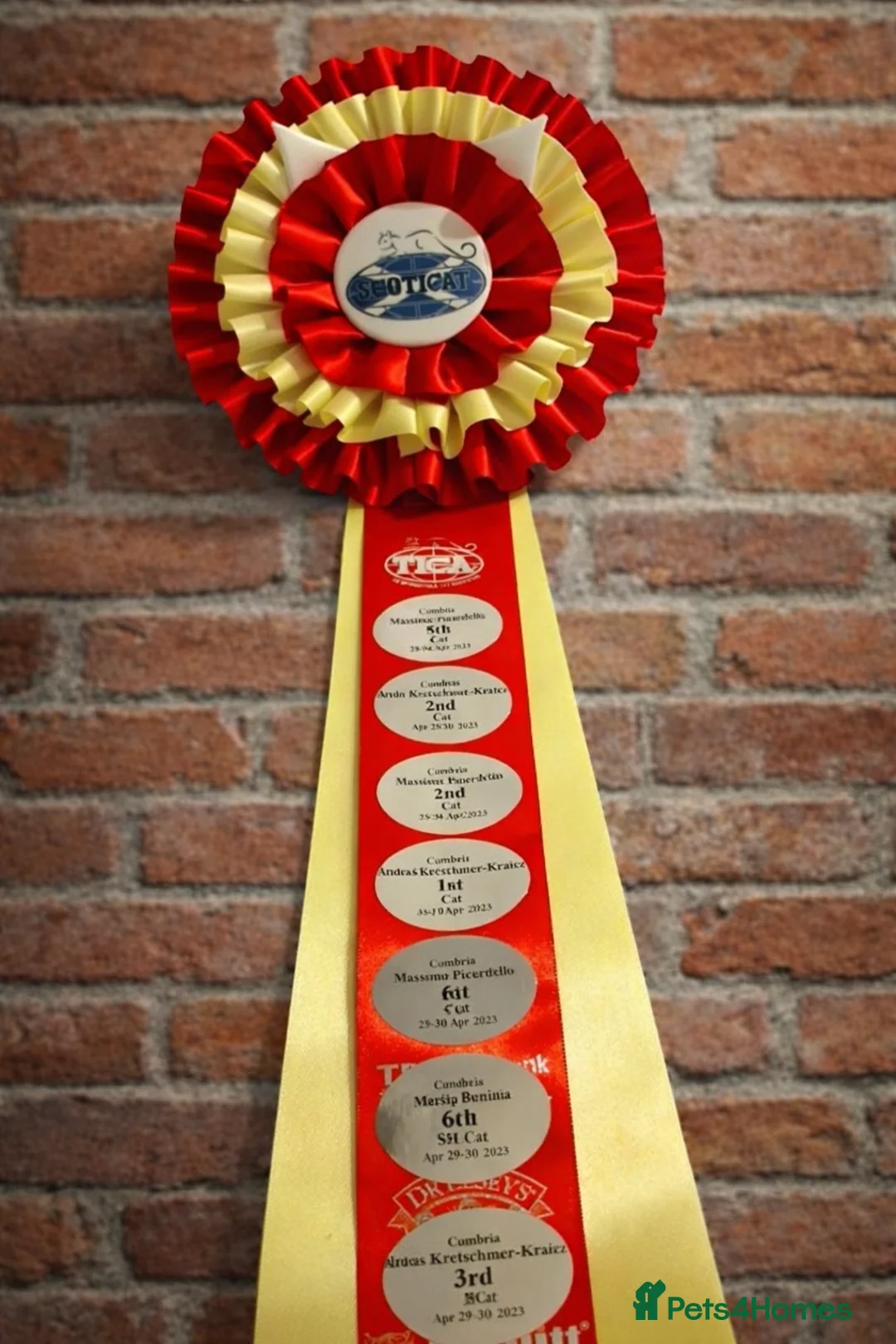 British Shorthair cats for sale: 🏆 Champion Retired British Shorthair Girl 👑 - Advert 4