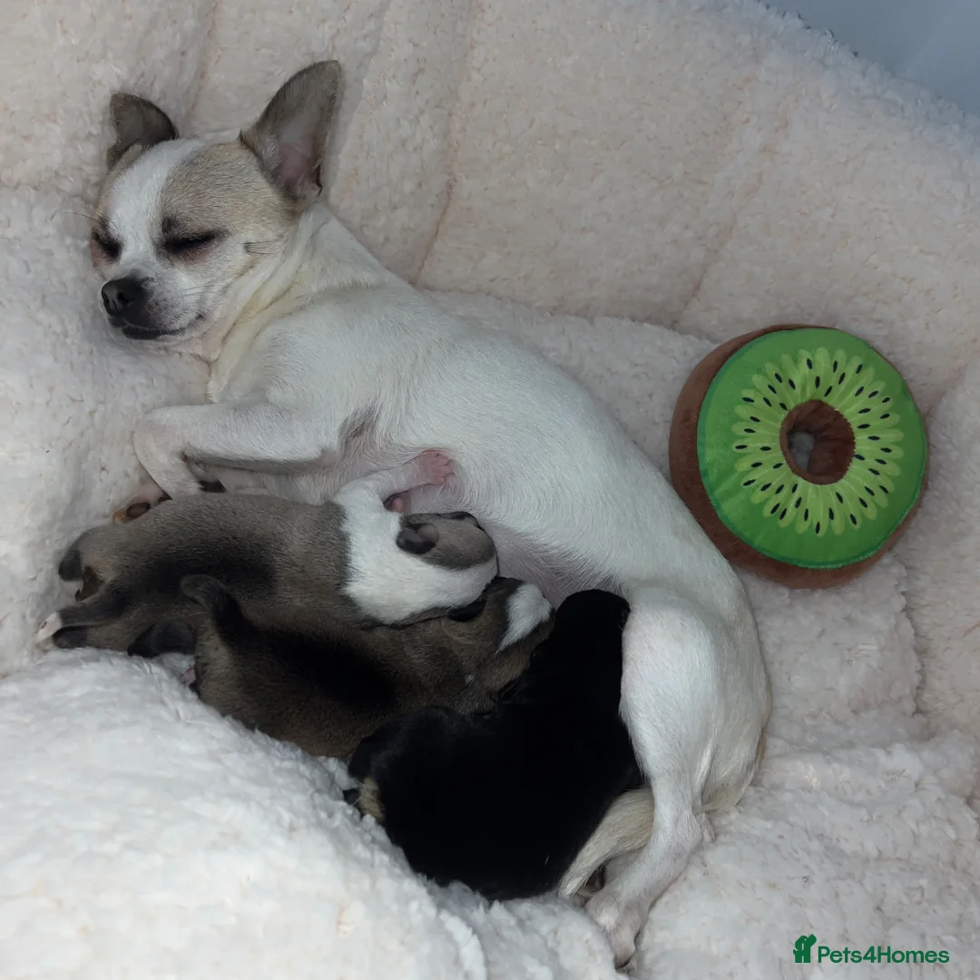 Chihuahua dogs for sale: Chihuahua puppies for sale 🐶💙 - Advert 2