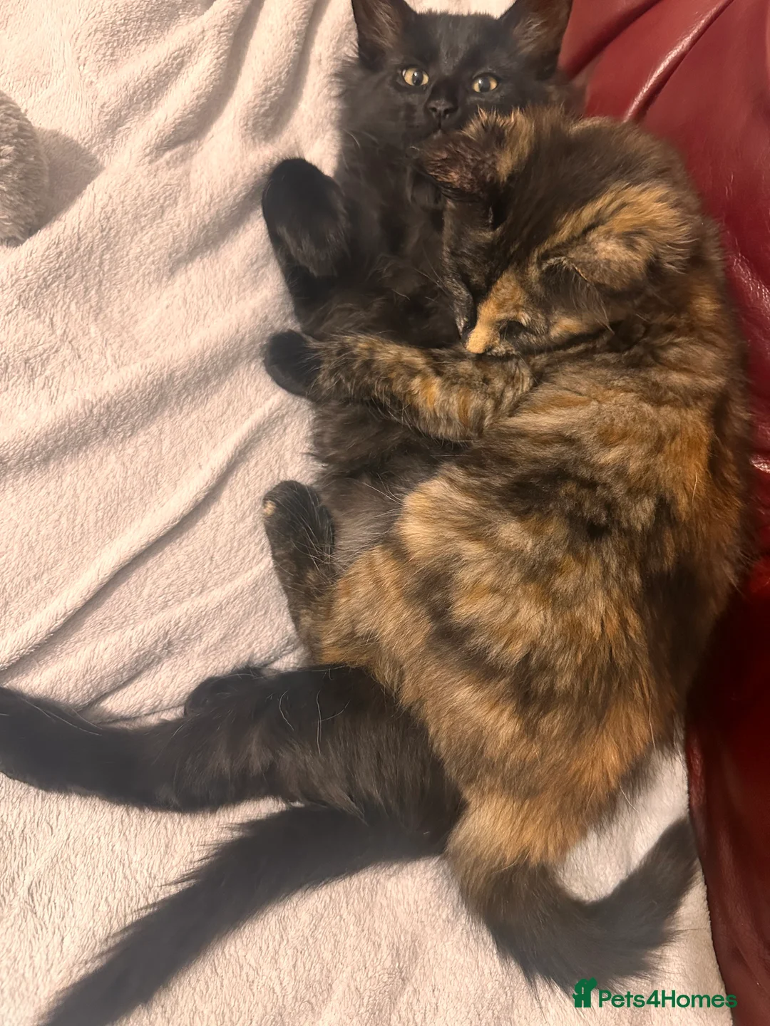 Mixed Breed cats for sale: Female cat for rehoming - Advert 6