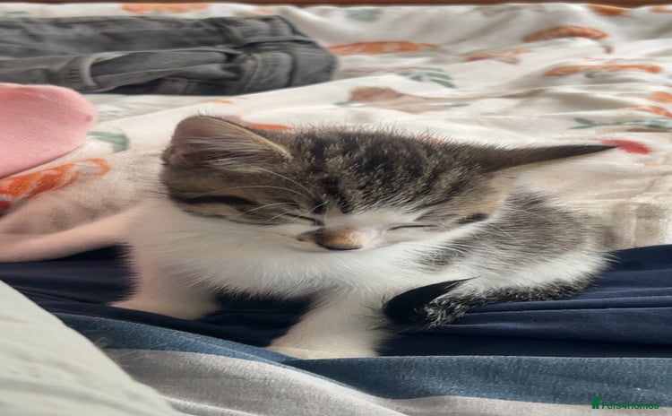 Domestic Shorthair cats - Advert 7