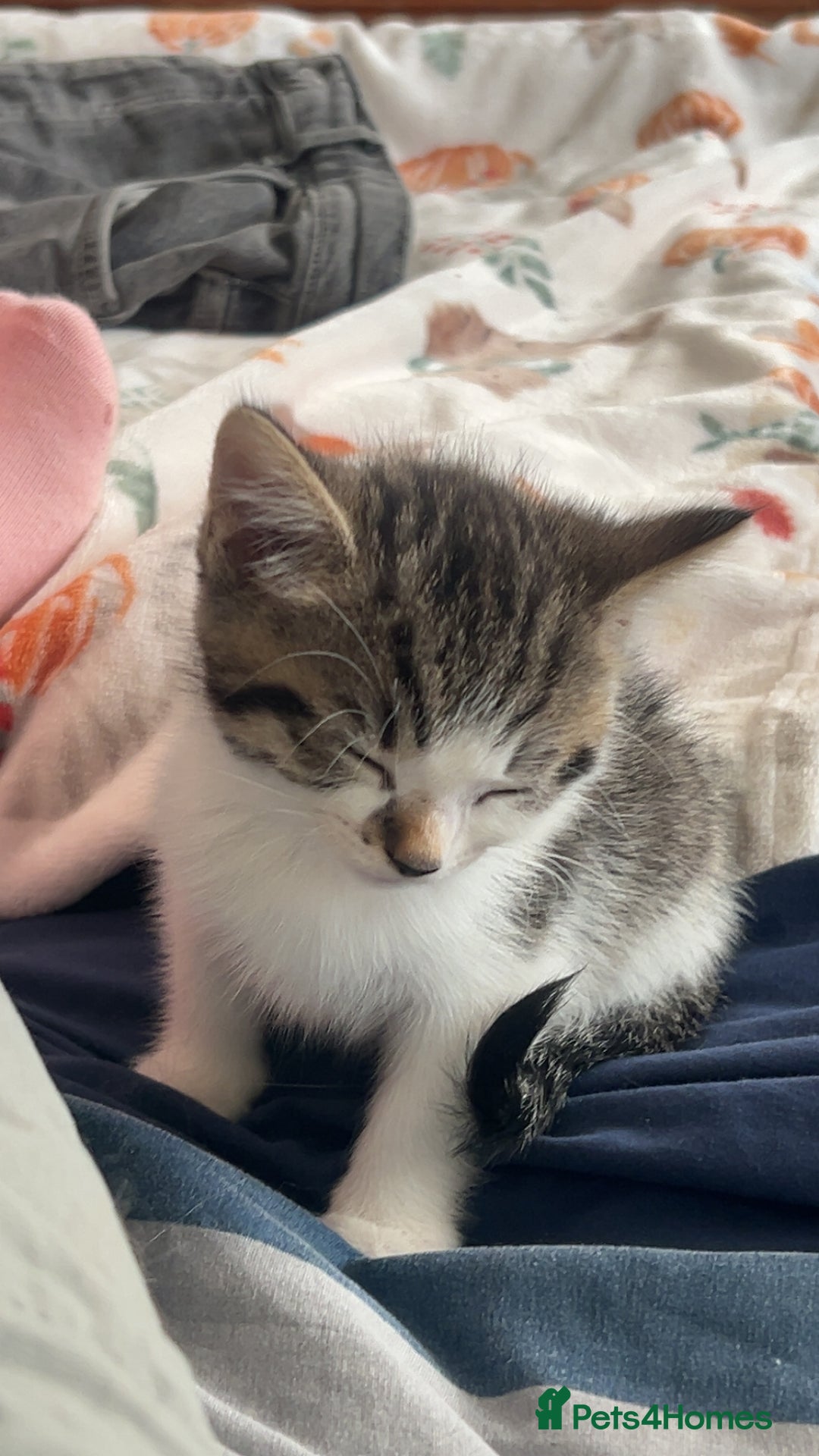Domestic Shorthair cats for sale: beautiful tabby and white girl - Image 1