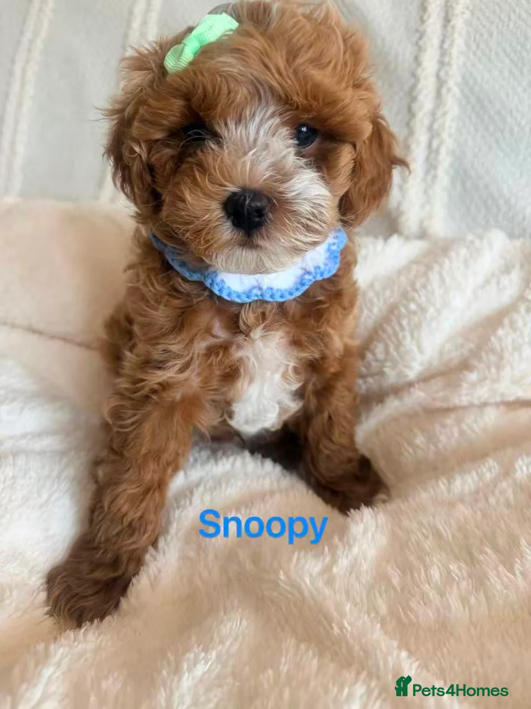 Maltipoo dogs for sale: Two Stunning Adorable Asian/Korea Maltipoo boys in Edinburgh - Advert 1