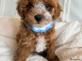 Maltipoo dogs Two Stunning Adorable Asian/Korea Maltipoo boys - Advert 1