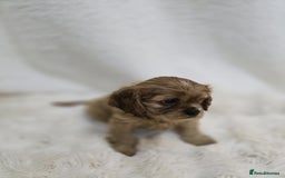 Cavalier King Charles Spaniel dogs for sale: TWO CAVALIER KING CHARLES BOYS AVAILABLE NOW - Image 2