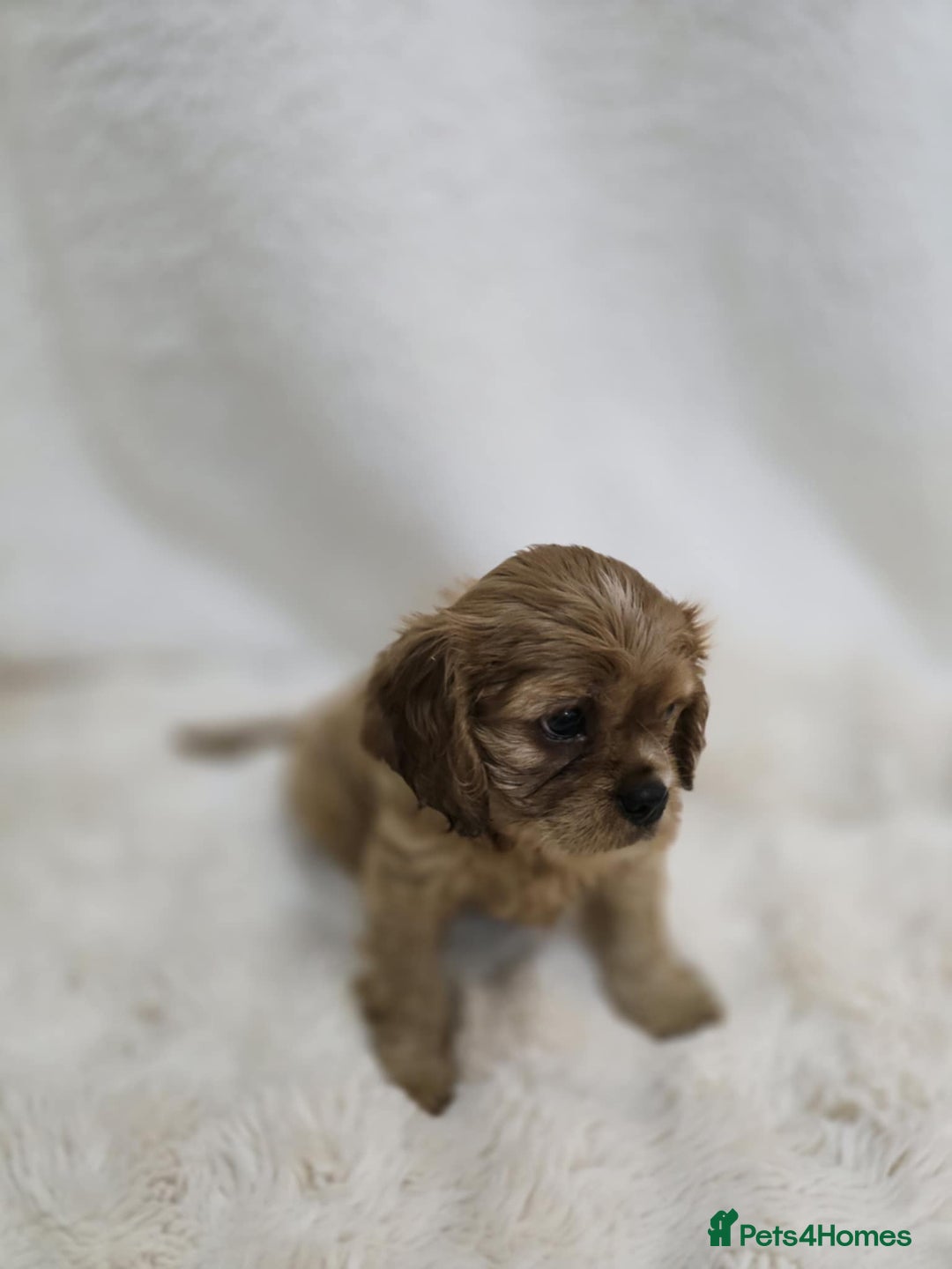 Cavalier King Charles Spaniel dogs for sale: TWO CAVALIER KING CHARLES BOYS AVAILABLE NOW - Image 2