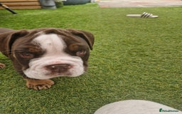 Mixed Breed dogs for sale: 3 Old English bulldog boys £1500  - Image 3