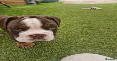 Mixed Breed dogs - Advert 2