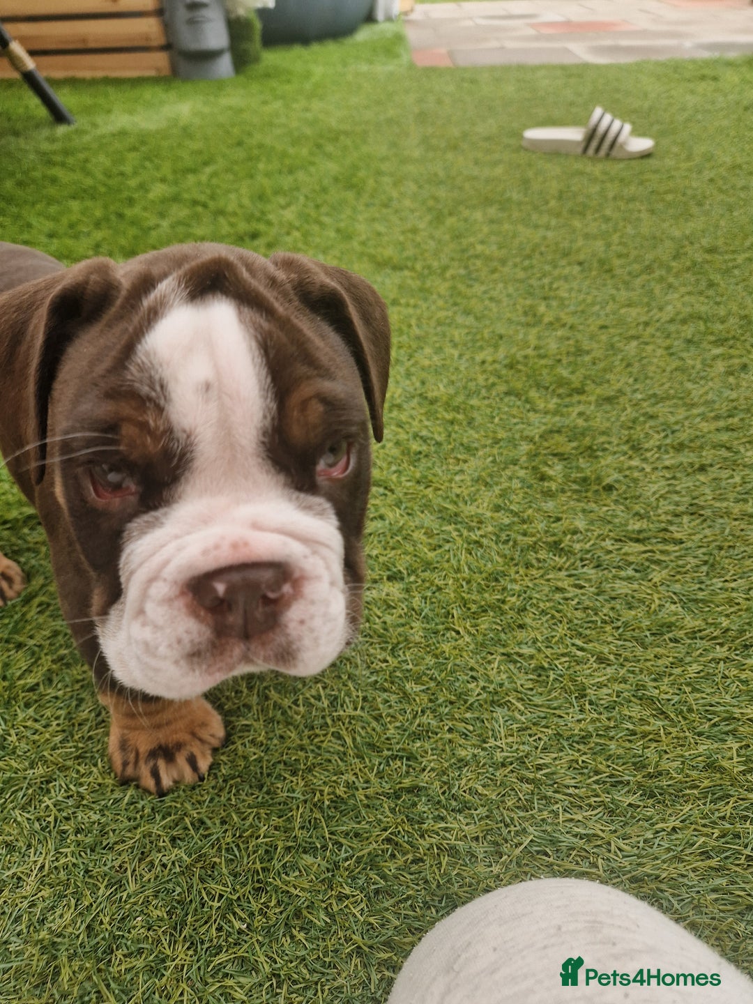 Mixed Breed dogs for sale: 3 Old English bulldog boys £1500  - Image 3