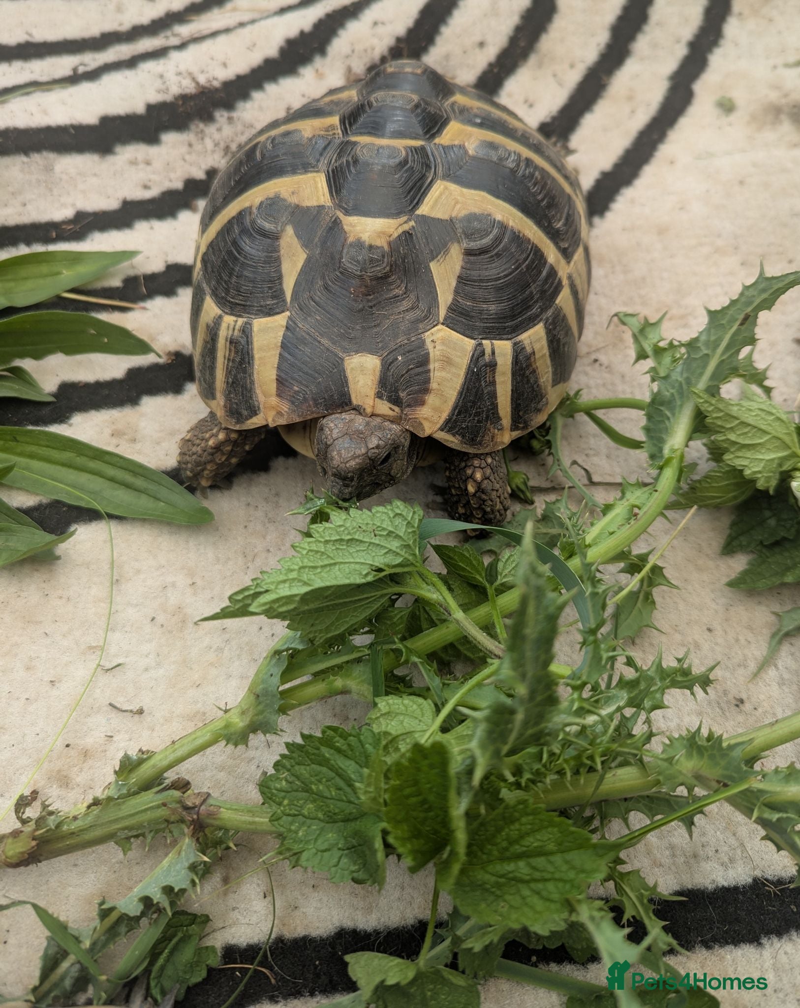 Tortoise reptiles Female Hermanns Tortoise  - Advert 6