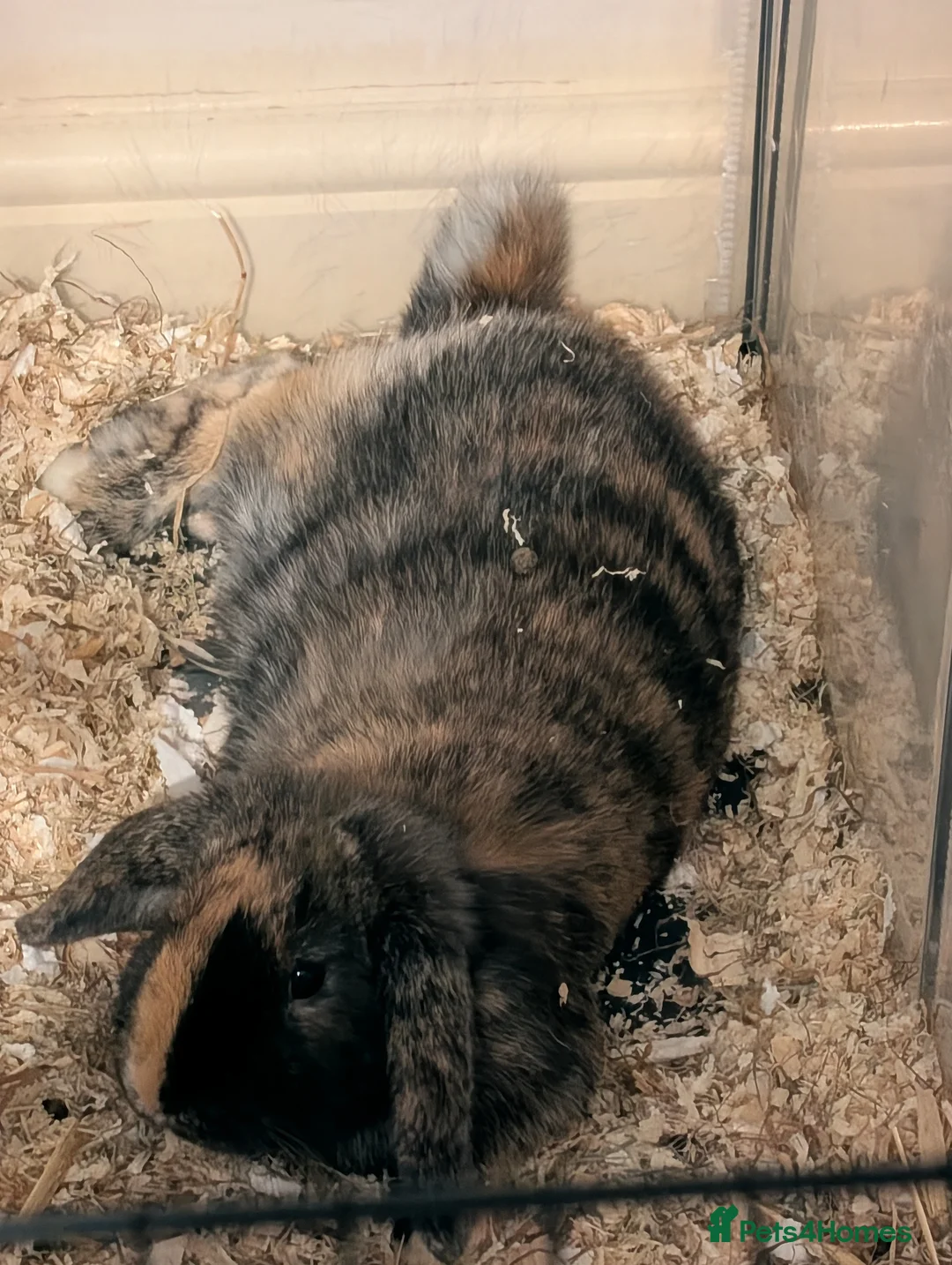 Mini Lop rabbits for sale: Mini lop female  in Doncaster - Advert 1